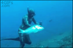 funny-always-a-bigger-fish