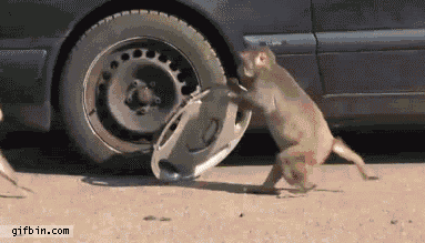 funny-monkey-stealing-hubcaps