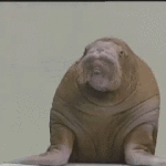 Funny Reaction Gifs