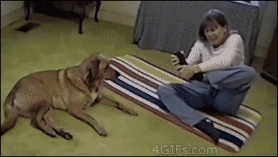 Dog shows you how to do yoga properly