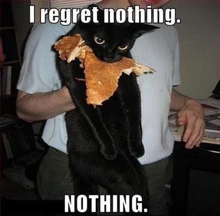 Cat regrets nothing, nothing!
